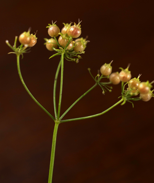 Fresh coriander seed