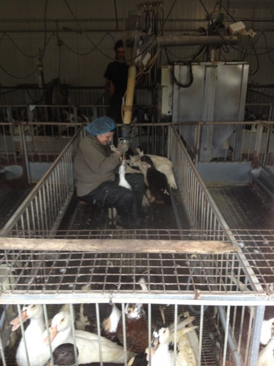 A foie gras farmer feeding her ducks. Photo by Michael Ruhlman.