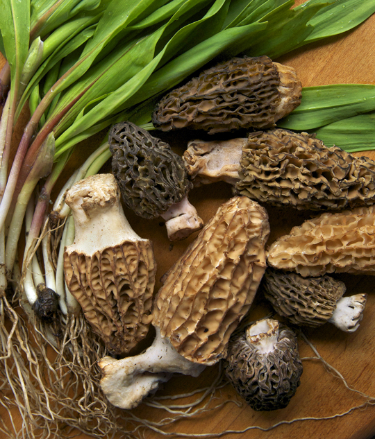 Fresh ramps and morel mushrooms. Photo by Donna Turner Ruhlman.