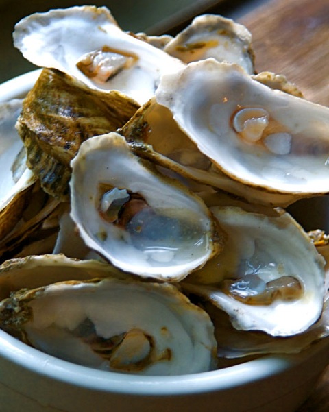 Oysters. Photo by Donna Turner Ruhlman.