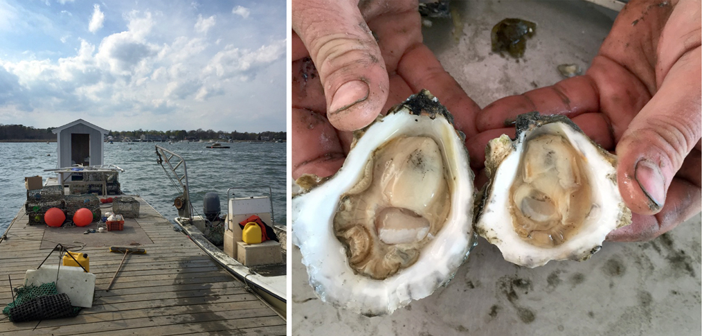 Oyster blog